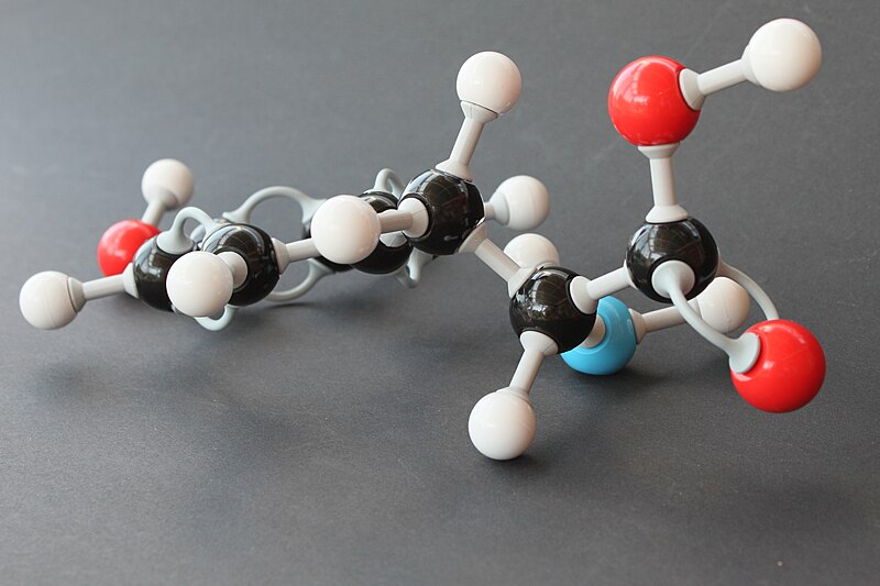 File:D-Tyrosin Molekülbaukasten 8690.jpg