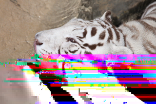 <span class="mw-page-title-main">Databending</span> Distortion of digital media