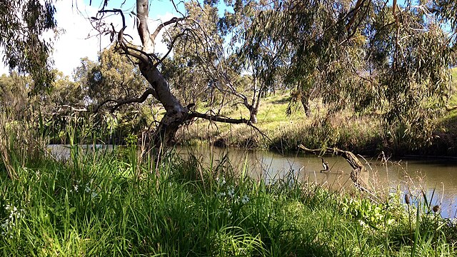 Kororoit Creek near Selwyn Park in Albion.