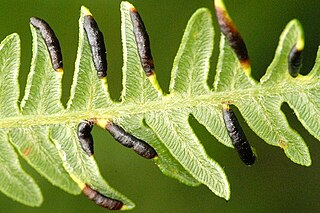 <i>Dasineura pteridis</i> species of insect