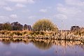 De Alde Feanen. Elzen (Alnus) in een ondergelopen broekbos.