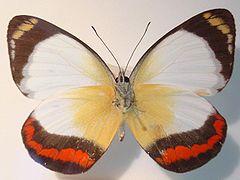 Description de l'image Delias mysis The Union Jack Butterfly.jpg.