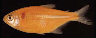 <i>Deuterodon sazimai</i> Species of fish