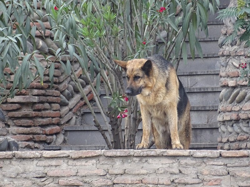 File:Deutscher Schäferhund, Tiflis 2.jpg