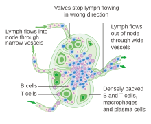 Lymph Node Chart