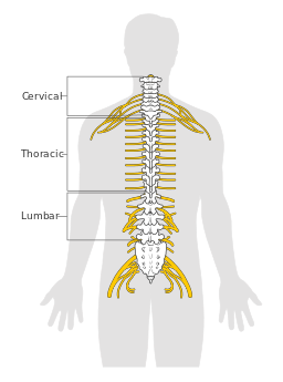 Diagram of the spinal cord CRUK 046