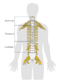 Diagram of the spinal cord CRUK 046.svg