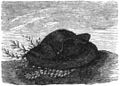 Die Gartenlaube (1856) b 116 1.jpg Napoleon’s Hüte 4