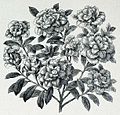 Die Gartenlaube (1884) b 139.jpg Azalea balsaminaeflora