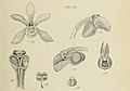 Taeniophyllum pusillum (as syn. Taeniophyllum obtusum) figure 469 in: Johannes Jacobus Smith: Die Orchideen von Java Figuren-Atlas - 6. Heft Leiden (1914) (Detail)