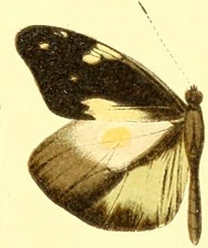 Male Dismorphia lewyi leonora.JPG
