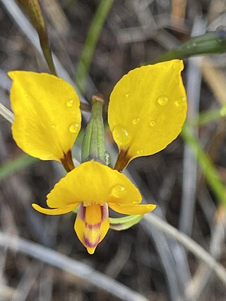 <i>Diuris carecta</i> Species of orchid