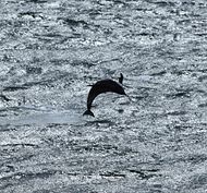 Peale's Dolphin at Falkland Islands