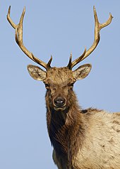 A Tule bull at Point Reyes National Seashore in 2018. Tule elk are endemic to the Central Valley. 19th-century accounts of islands in Tulare Lake attest to huge populations of Tule Elk on the archipelago.