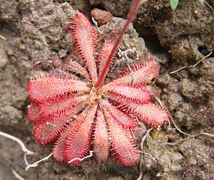 Drosera montana.jpg