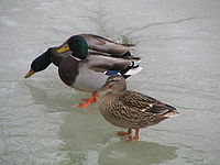 Ducks Winter.jpg
