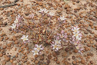 <i>Dudleya crassifolia</i> Species of succulent plant from Mexico