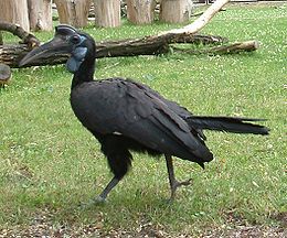 Εδαφοβούκερος της Αβυσσηνίας, Bucorvus abyssinicus