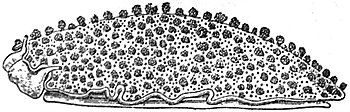 EB1911 Gastropoda - Oncidium tonganum.jpg