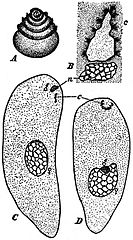 Category:Plant cell biology - Wikimedia Commons