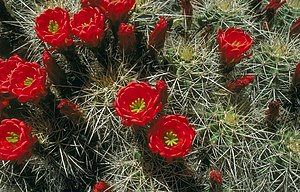 Echinocereus Triglochidiatus