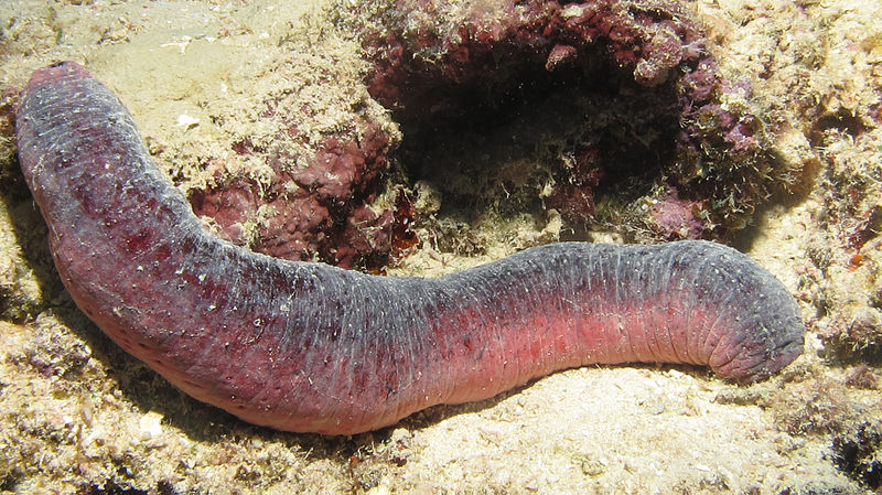 File:Edible Sea Cucumber (Holothuria edulis).jpg