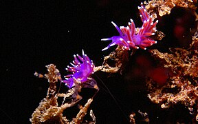 Flabellina pedata