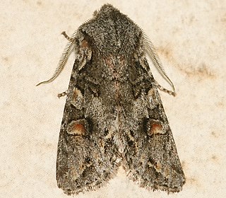 <i>Egira hiemalis</i> Species of moth