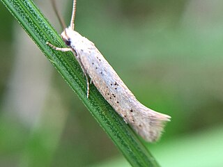 <i>Elachista gerasmia</i> Species of moth