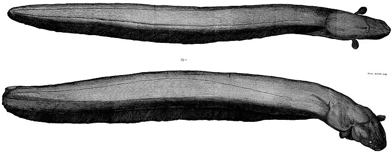 File:Electric eel John Hunter 1775.jpg