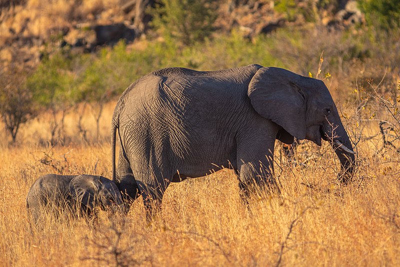 Kruger National Park