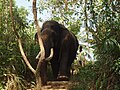 Elephant in Pinnawala, Sri Lanka