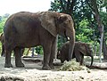 Afrikanischer Elefant mit Jungtier