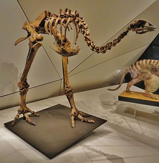 Eastern moa