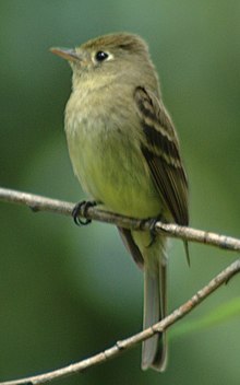 western flycatcher