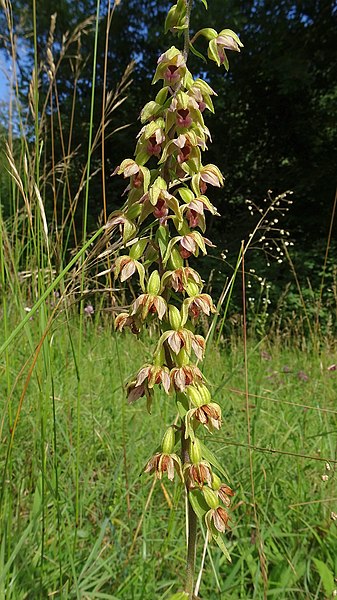 File:Epipactis helleborine 44.jpg