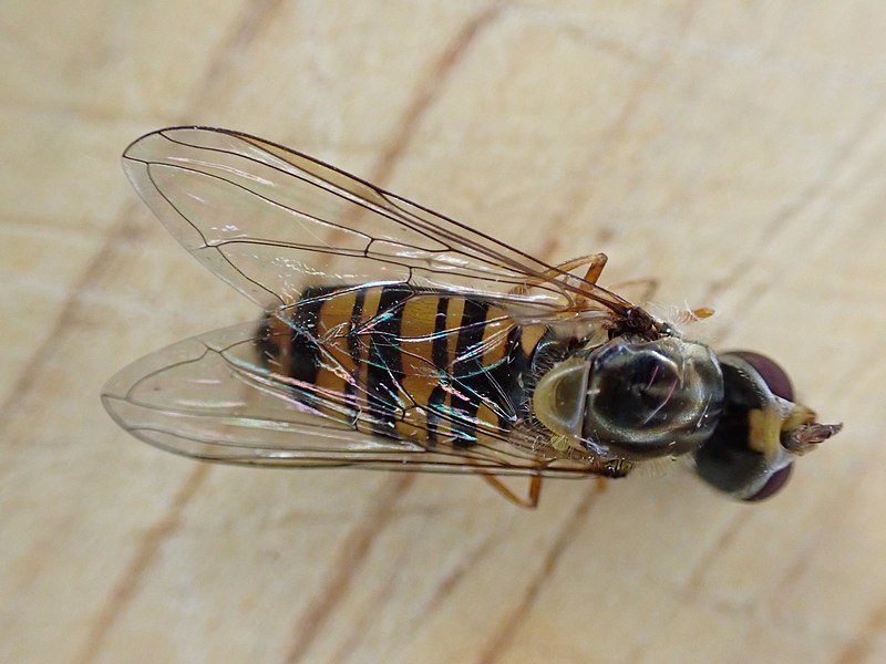 File:Episyrphus balteatus 203144148.jpg