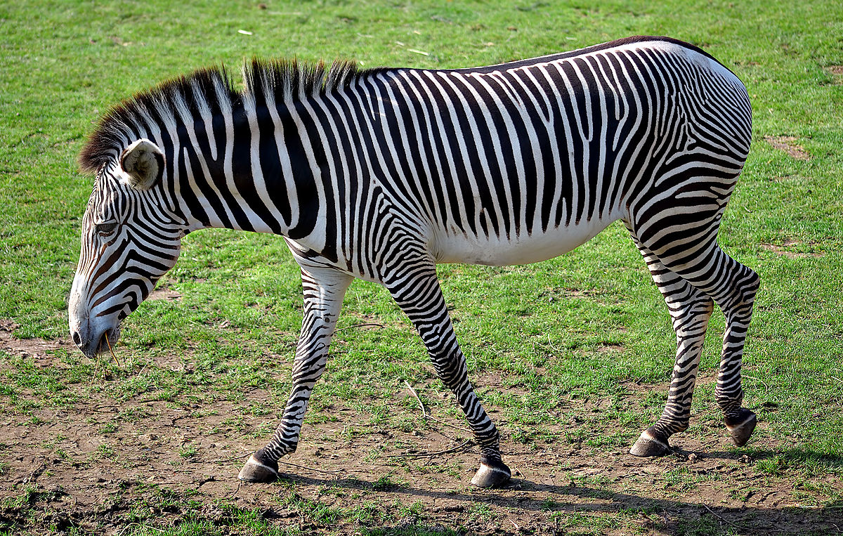 zebra - Simple English Wiktionary