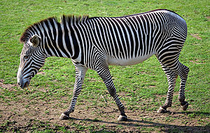 At Grevyseebra (Equus grevyi) faan Uastafrikoo hiart tu a hingster.