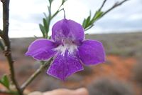 Eremophila attenuata