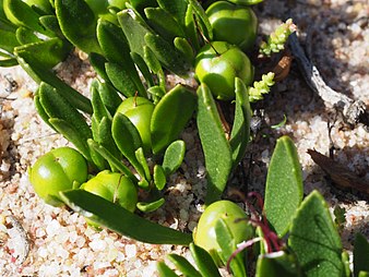 Eremophila serpens fruits Eremophila serpens fruits.jpg