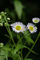 Erigeron annuus