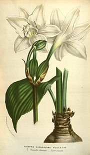 Miniatura para Eucharis × grandiflora