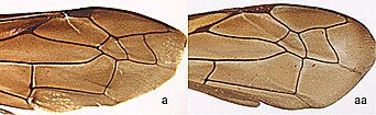 Orancistrocerus (a), Pararrhynchium (aa)