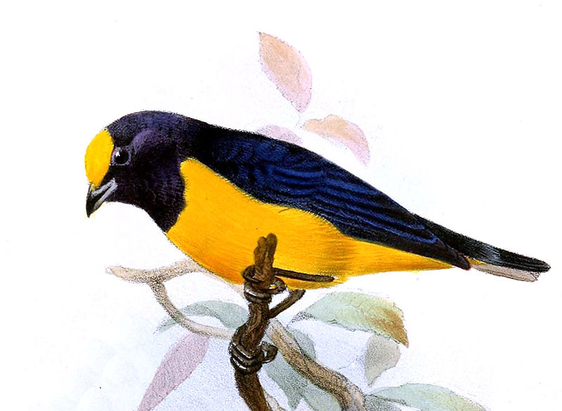 File:Euphonia finschi - Joseph Smit.jpg