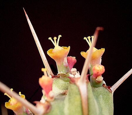 Euphorbia_actinoclada