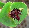 Euphorbia monteiri