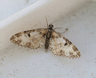 <i>Eupithecia irriguata</i> Species of moth