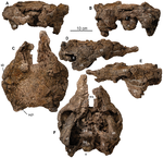 The skull of the holotype from multiple views Europelta skull.png