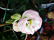 Eustoma exaltatum Cát tường